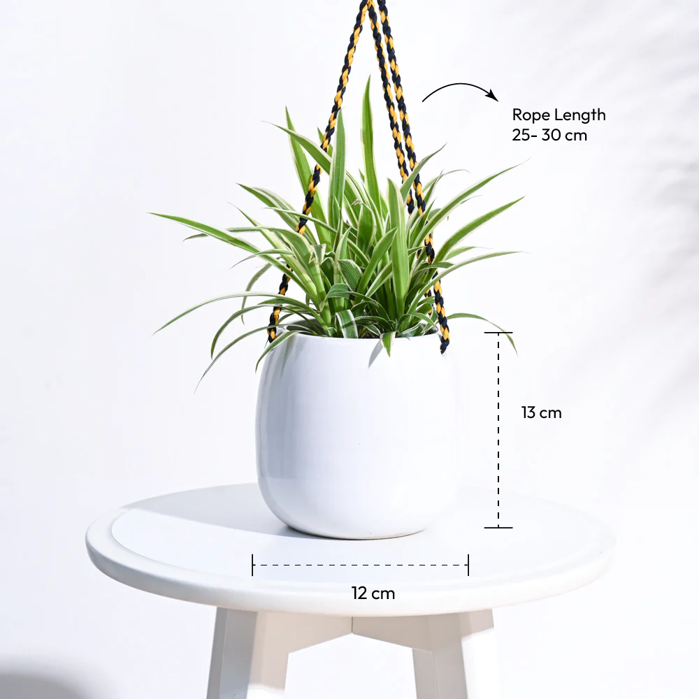 Ladybug Handmade Ceramic Hanging Planter - Image 18