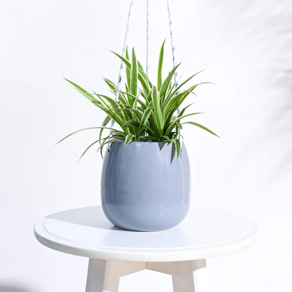 Ladybug Handmade Ceramic Hanging Planter - Image 6