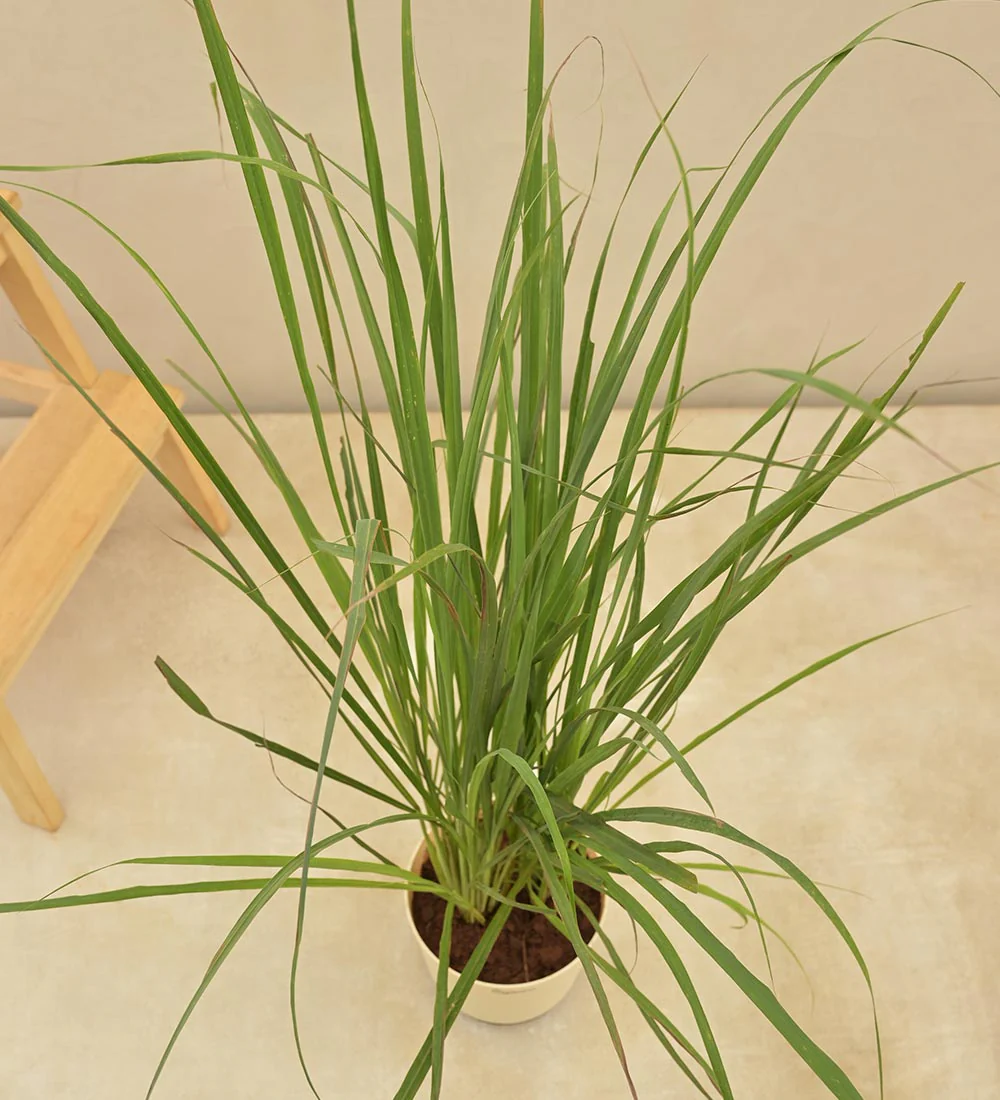 Lemon Grass - Image 2