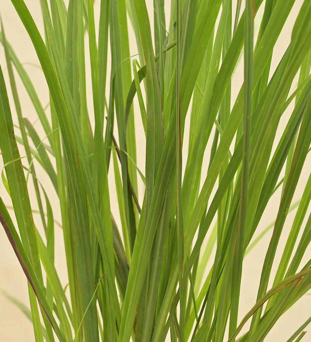 Lemon Grass - Image 3