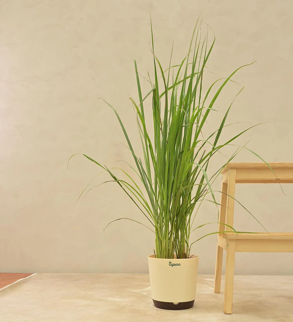 Lemon Grass - Image 4