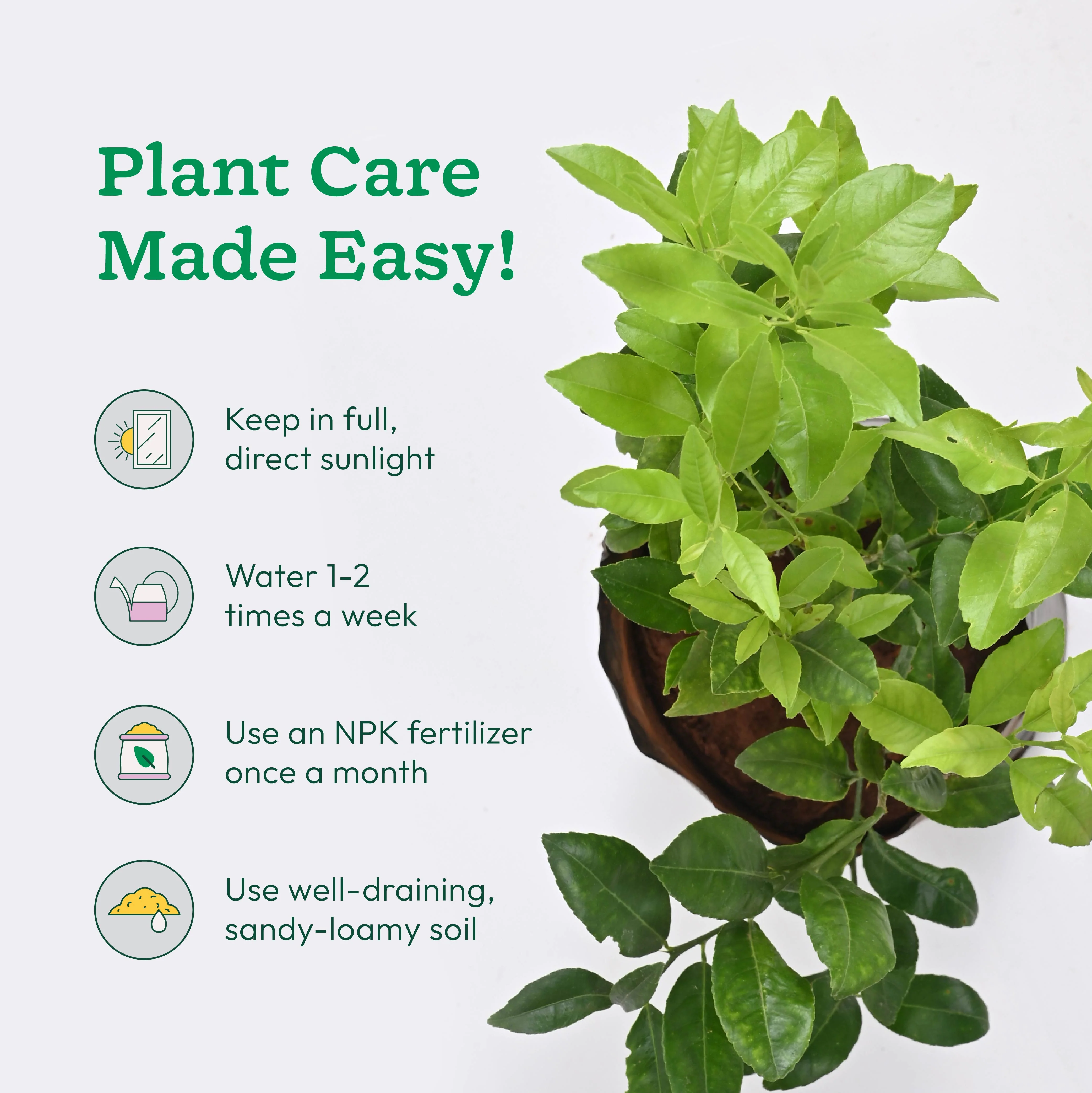 Lemon Plant with Grow Bag - Image 3