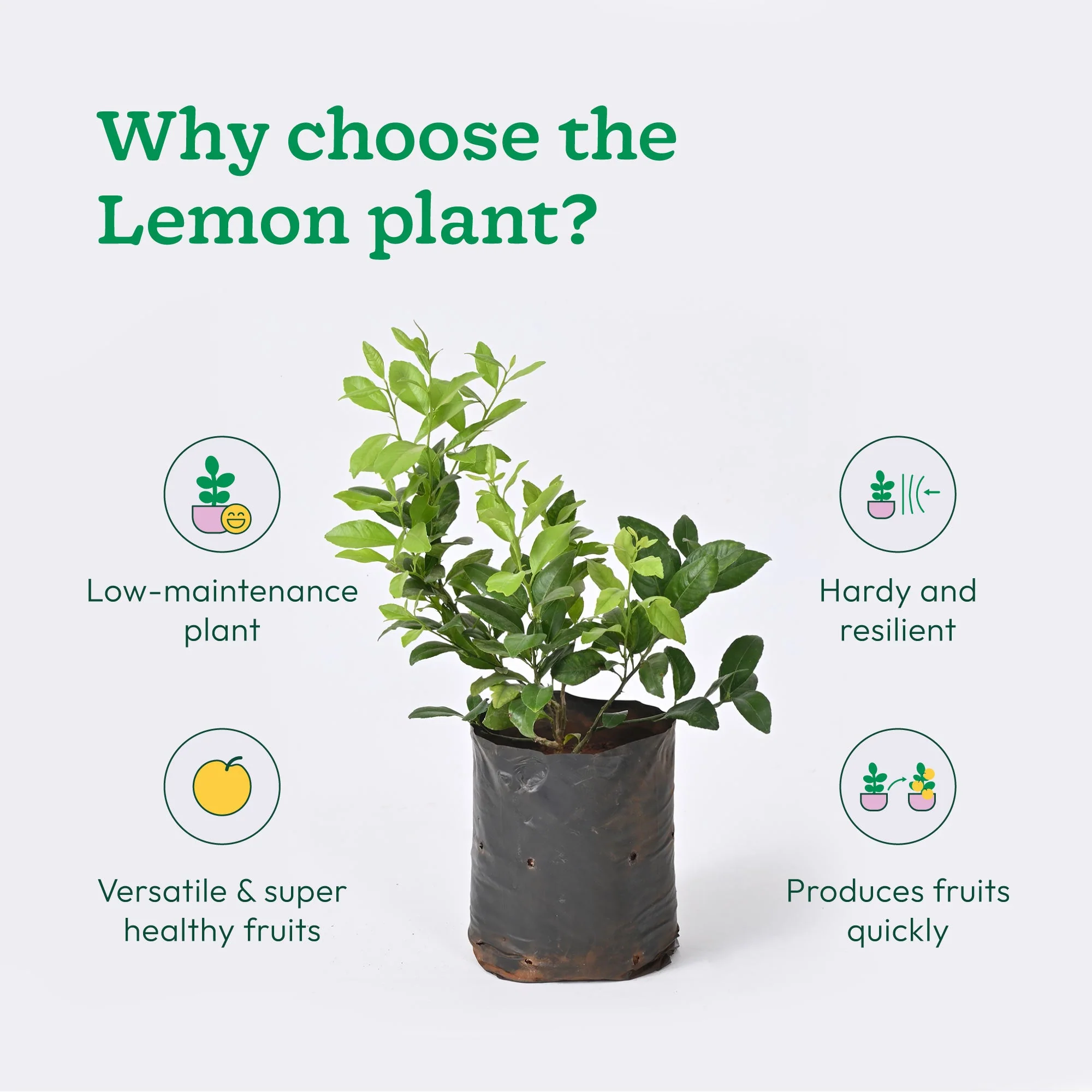 Lemon Plant with Grow Bag - Image 4