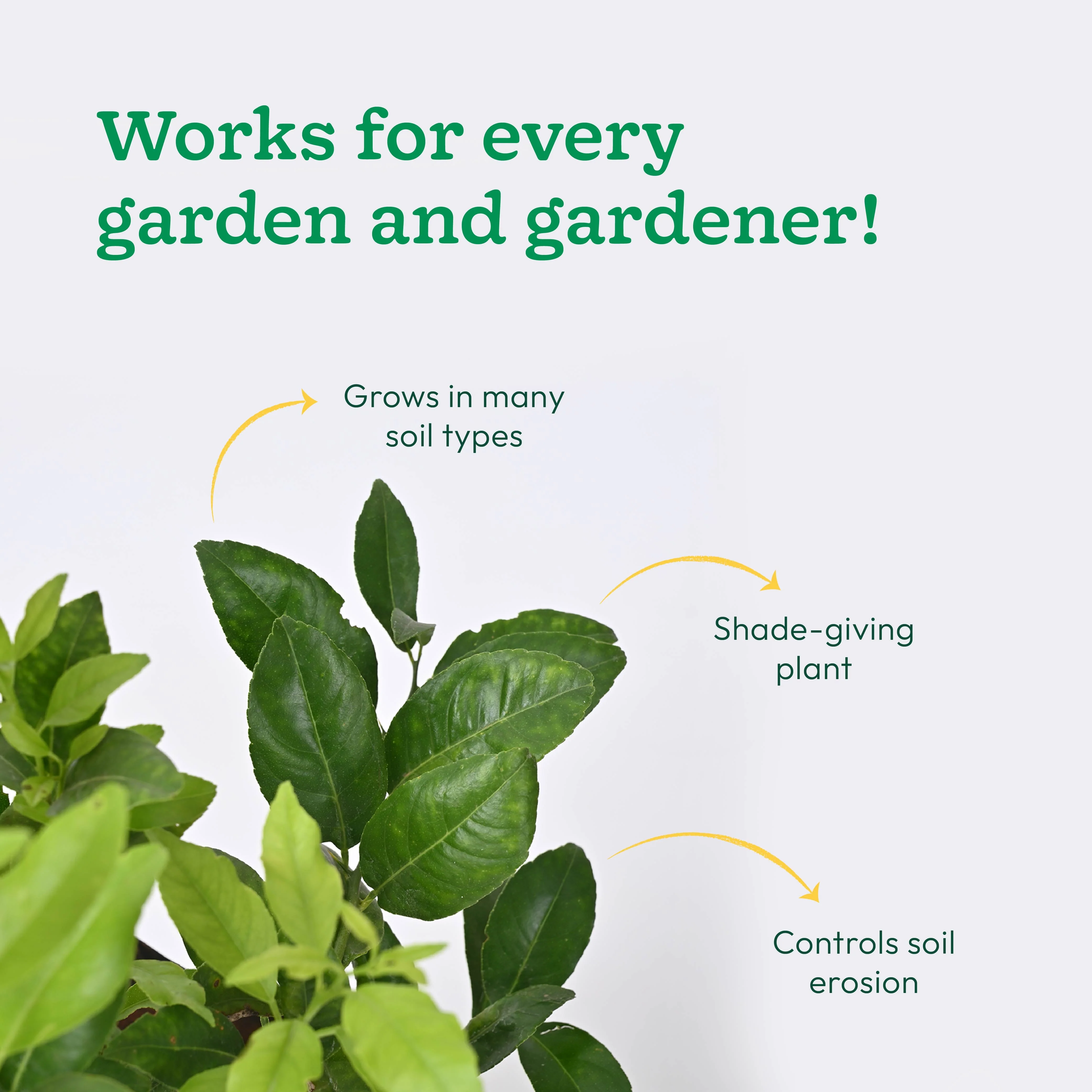 Lemon Plant with Grow Bag - Image 5