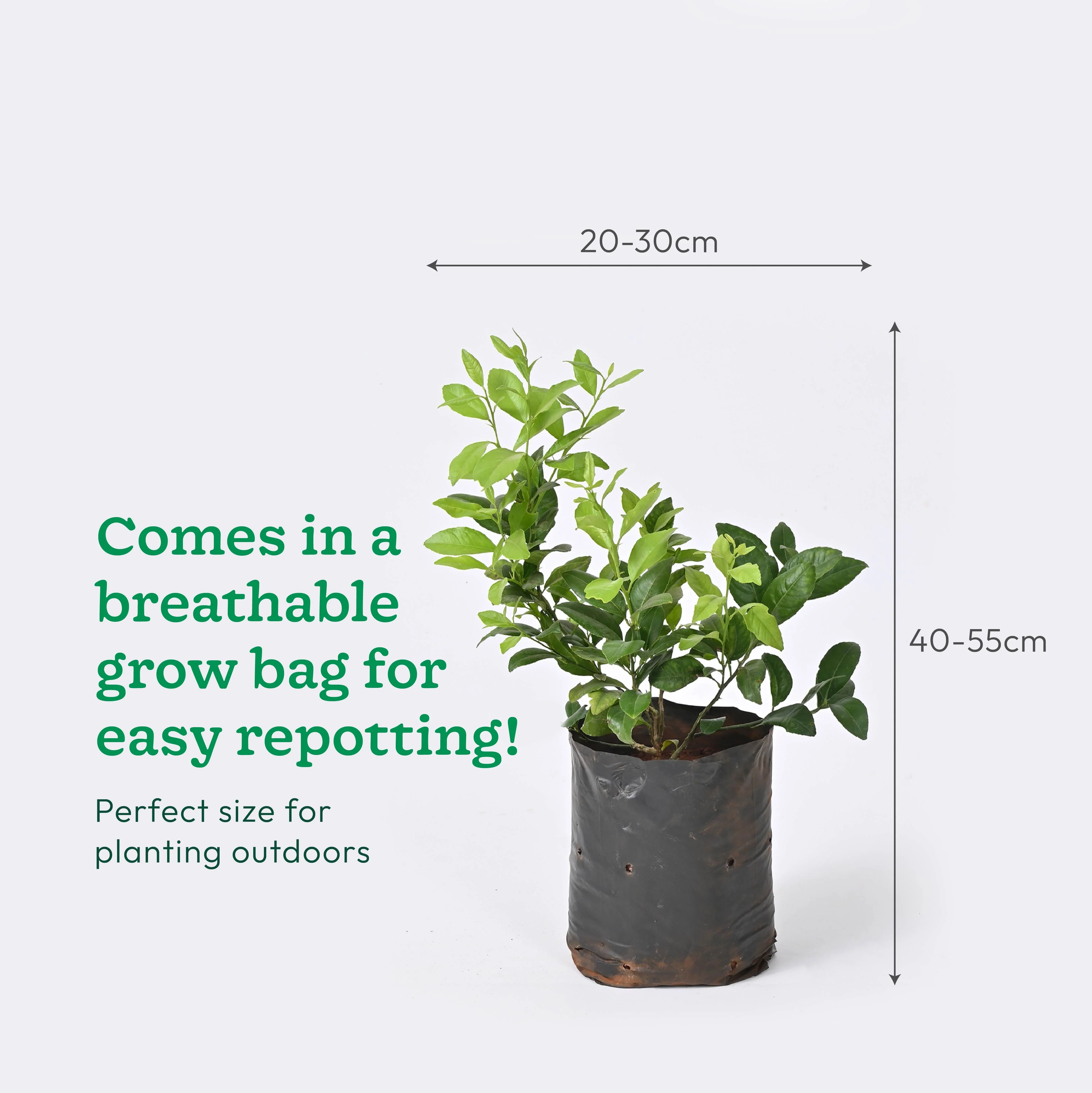 Lemon Plant with Grow Bag - Image 6