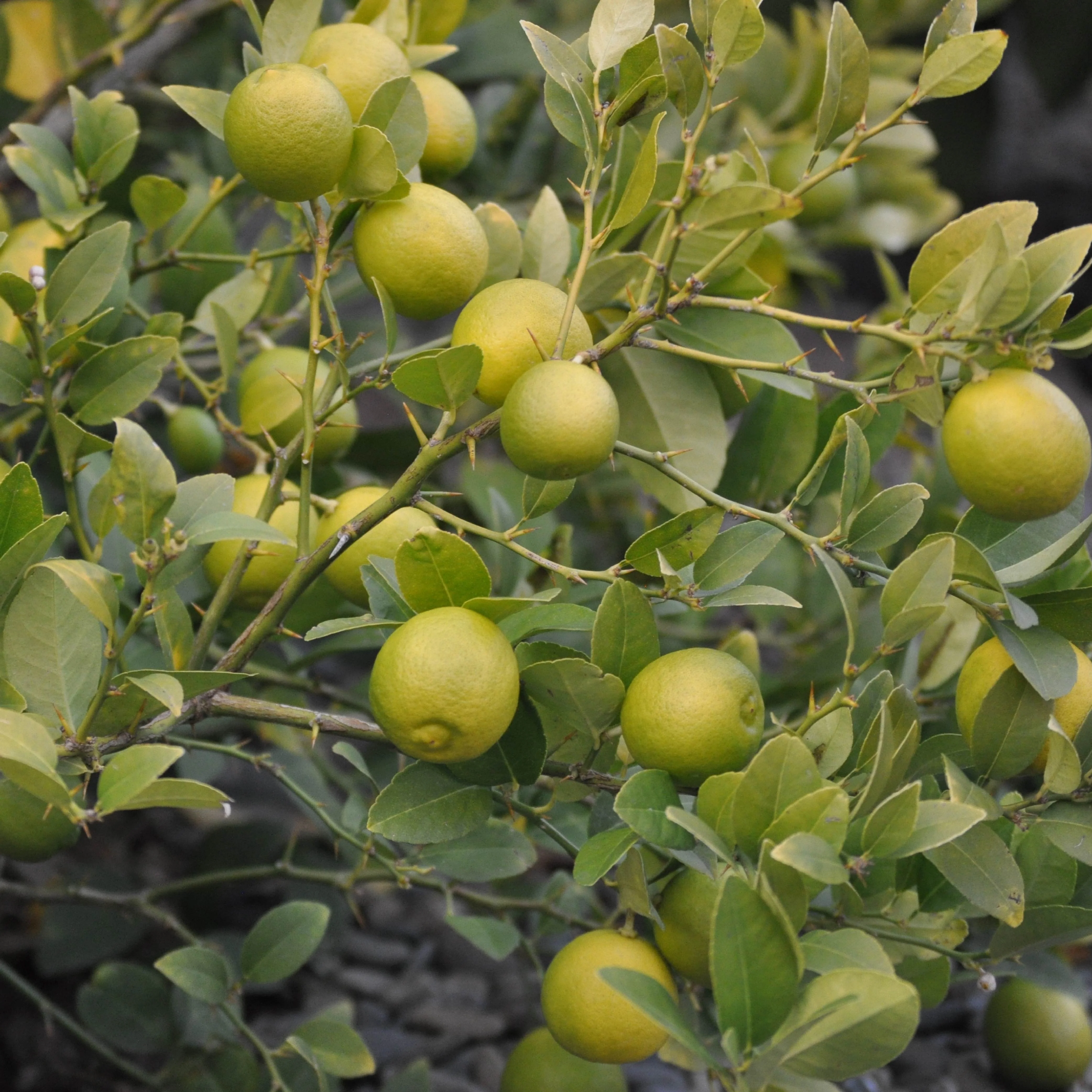 Lemon Plant with Grow Bag - Image 7