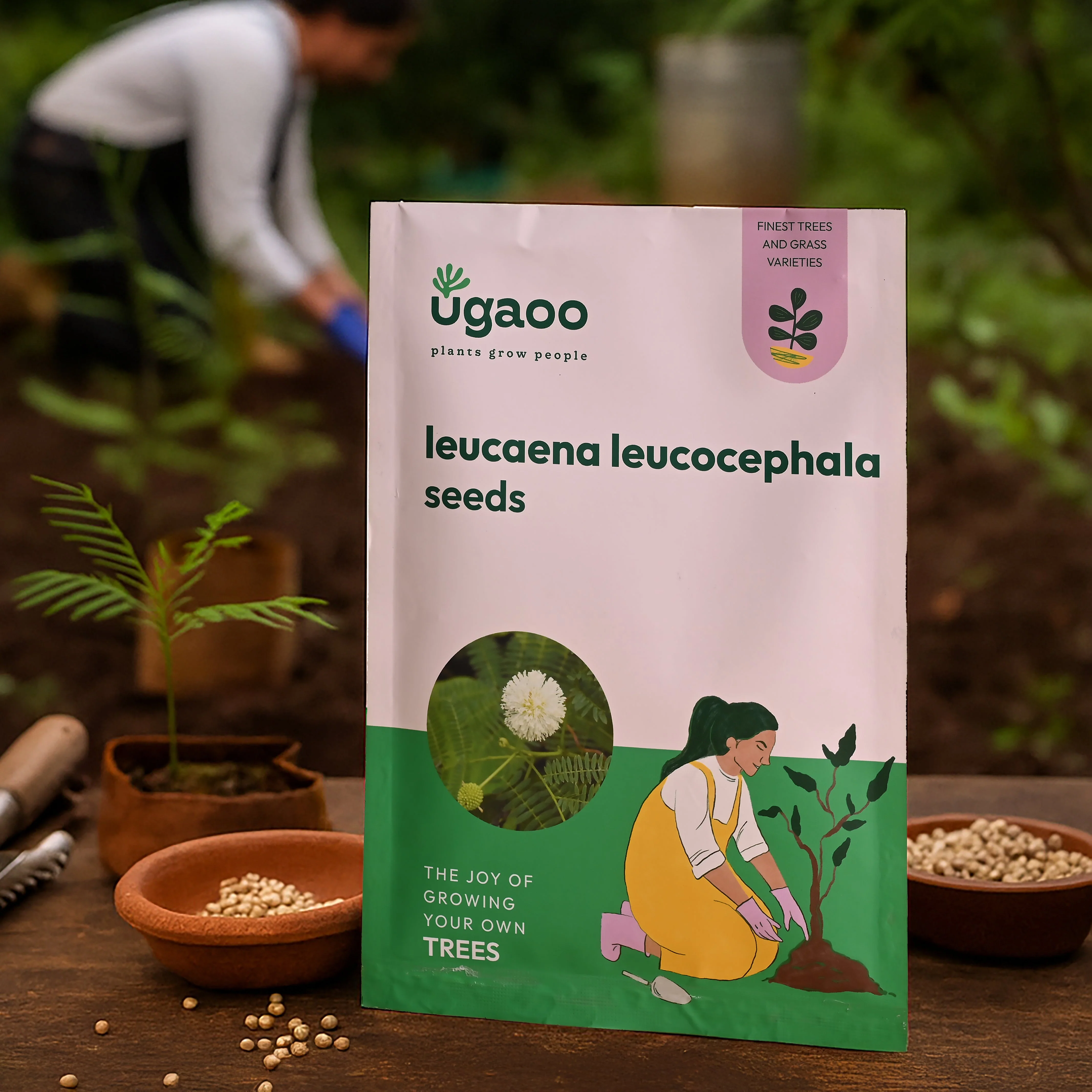 Leucaena Leucocephala Native Variety Seeds - 100 g