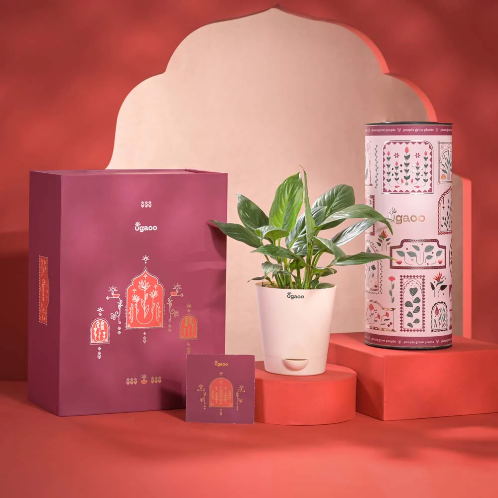 Light & Luck Diwali Gift Hamper - Image 8