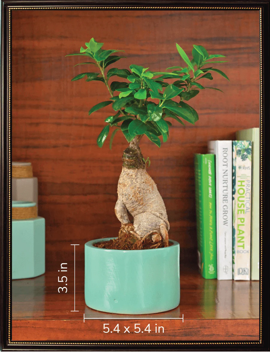 Lilac Stories Bundle - Aqua Green - Image 6