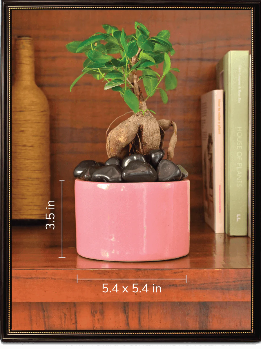 Lilac Stories Bundle - Magenta - Image 6