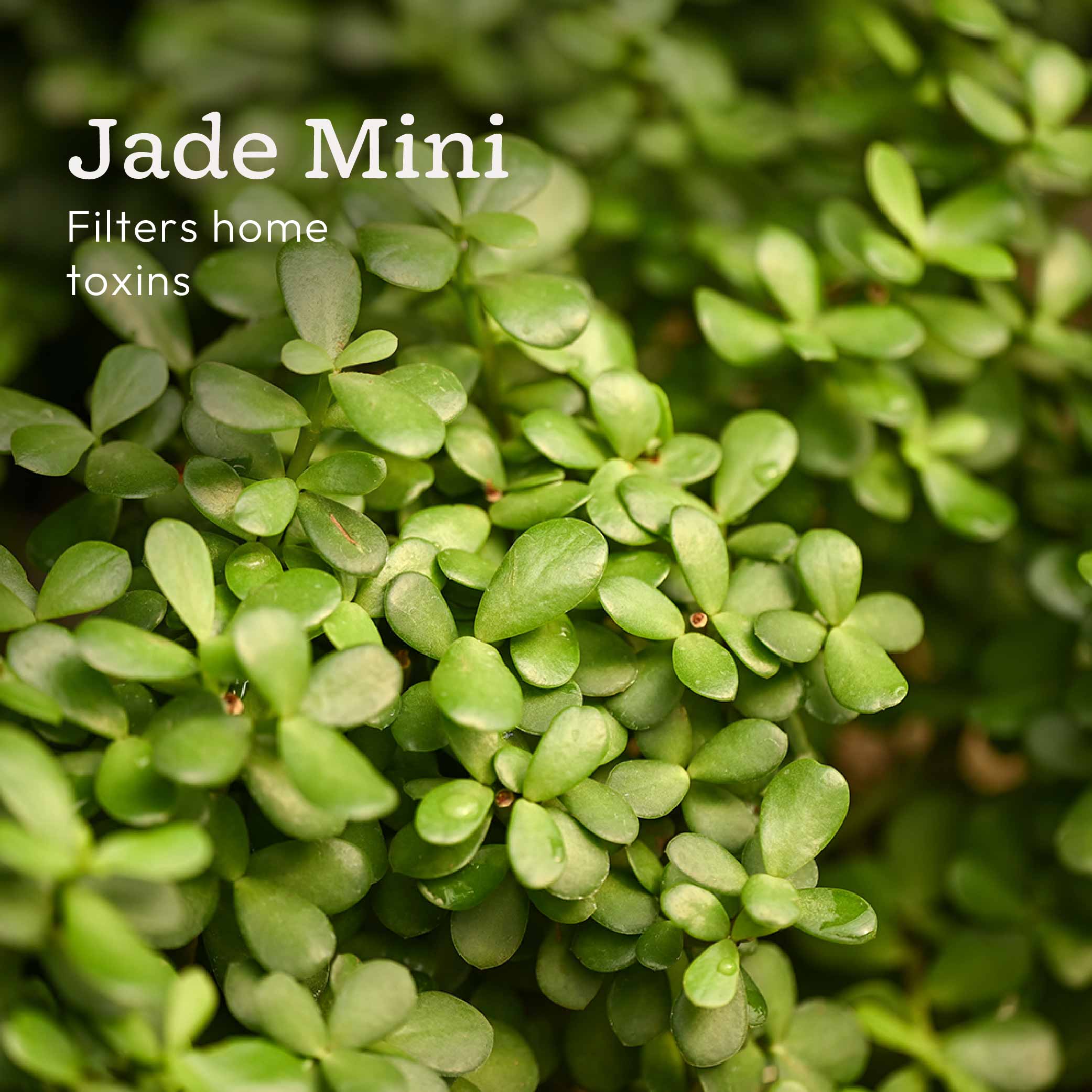 Living Room Decor Plants Bundle - Image 3
