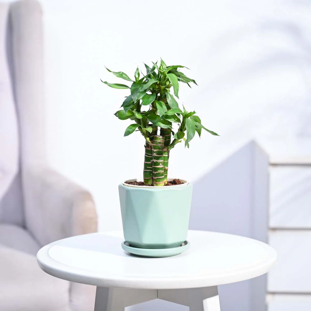 Lotus Bamboo Plant 3 sticks - Image 134
