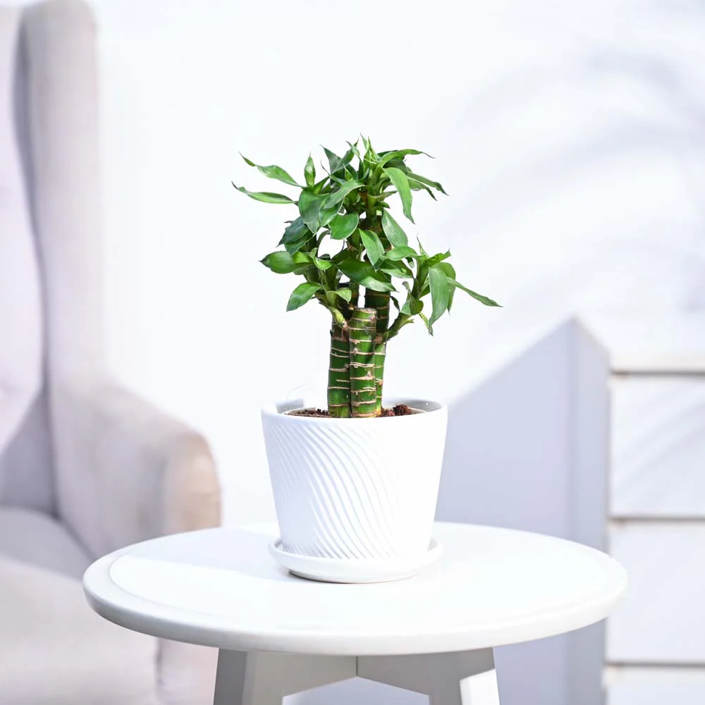 Lotus Bamboo Plant 3 sticks - Image 155