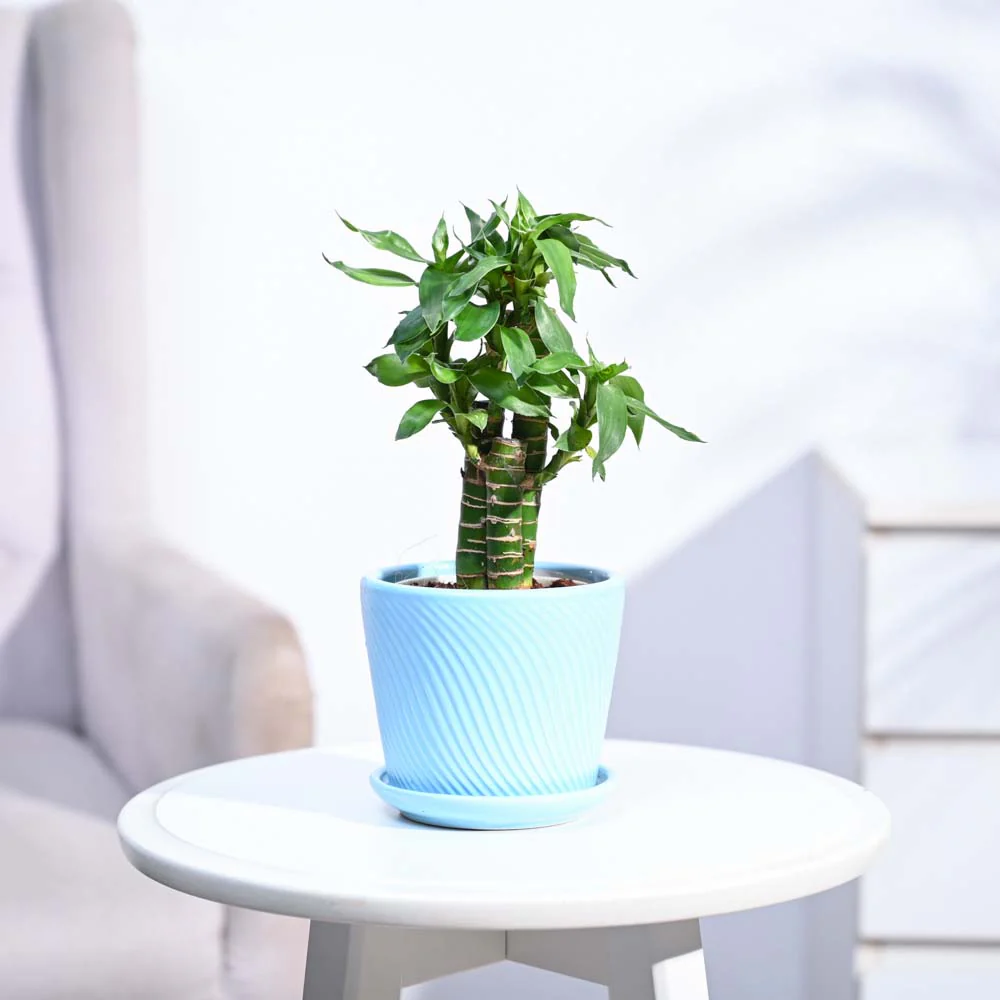Lotus Bamboo Plant 3 sticks - Image 176