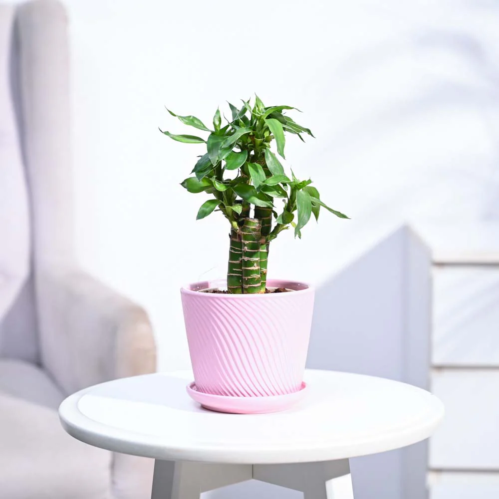 Lotus Bamboo Plant 3 sticks - Image 190