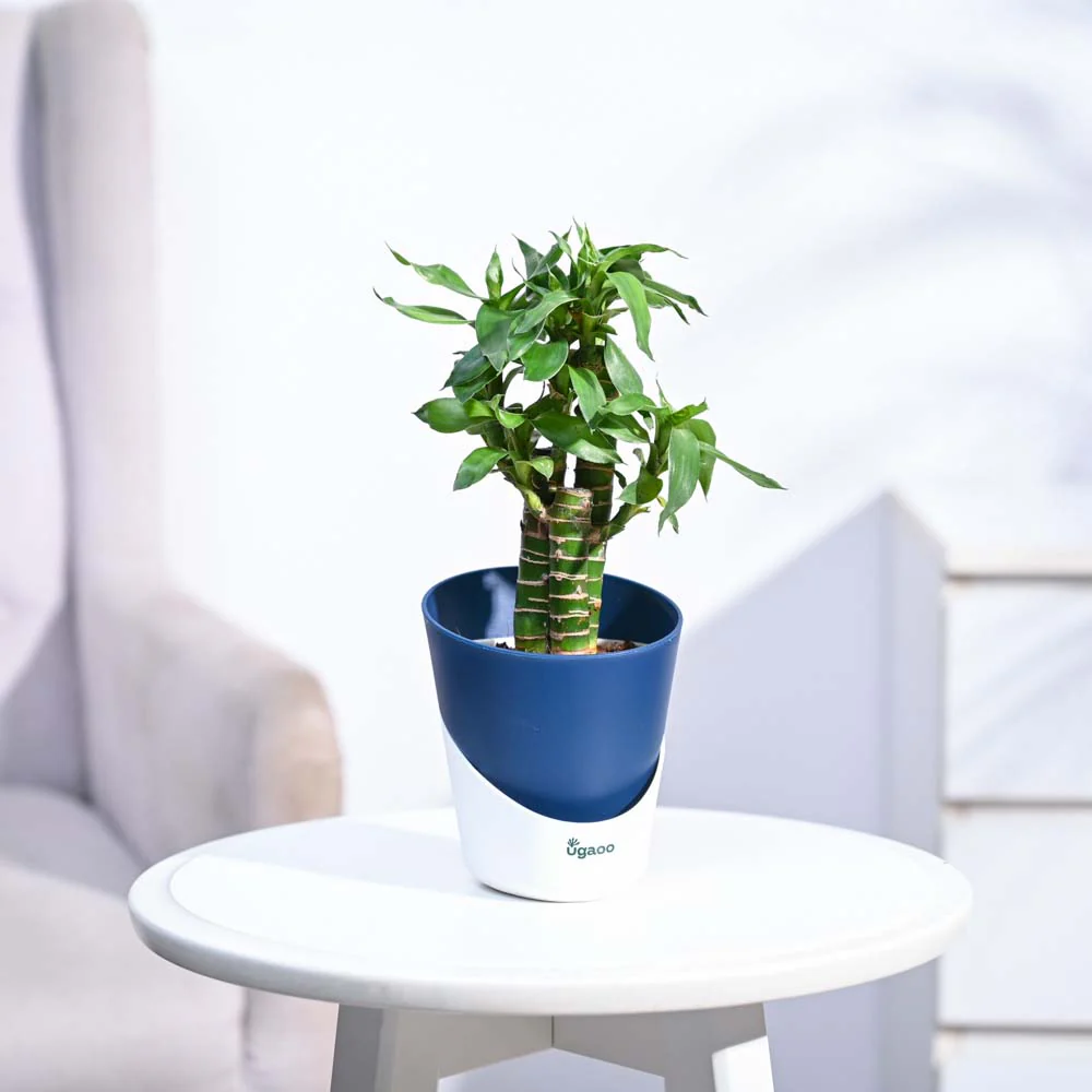 Lotus Bamboo Plant 3 sticks - Image 32