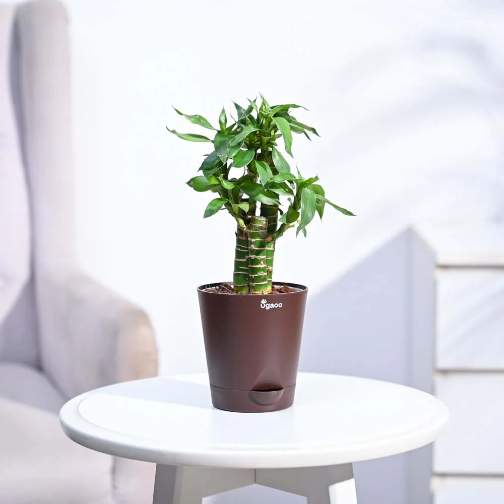 Lotus Bamboo Plant 3 sticks - Image 37