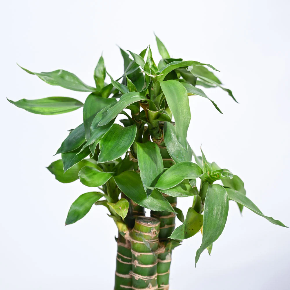 Lotus Bamboo Plant 3 sticks - Image 5