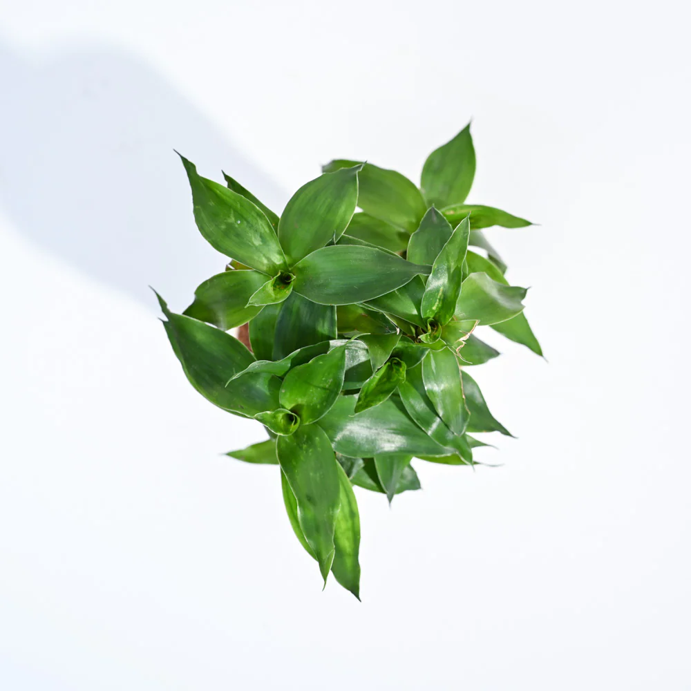 Lotus Bamboo Plant 3 sticks - Image 8