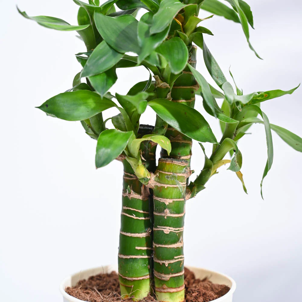 Lotus Bamboo Plant 3 sticks - Image 96