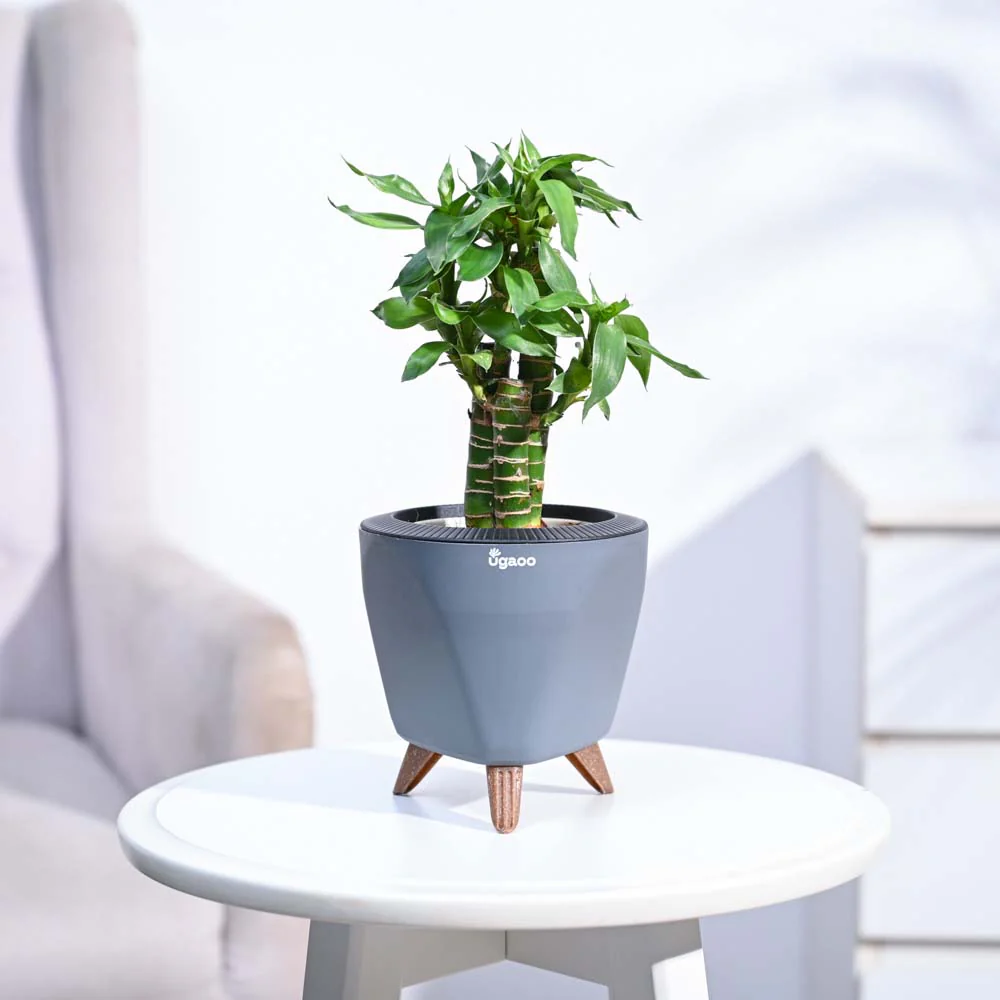 Lotus Bamboo Plant 3 sticks - Image 99