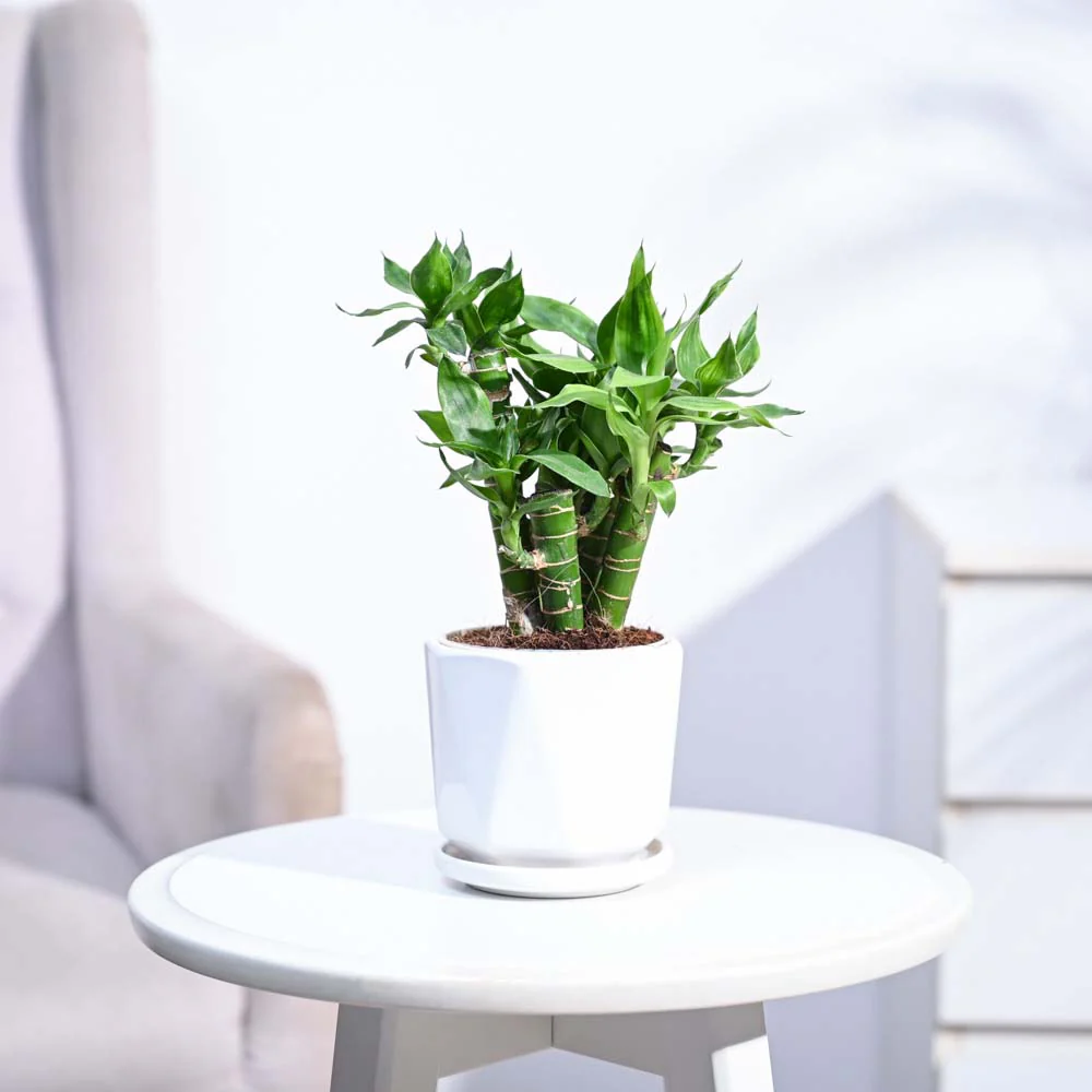 Lotus Lucky Bamboo 5 Sticks - Image 127