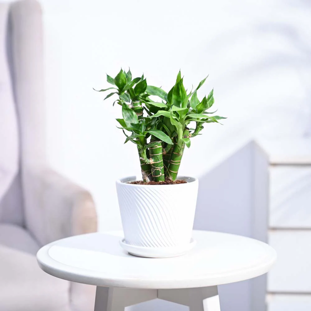 Lotus Lucky Bamboo 5 Sticks - Image 155