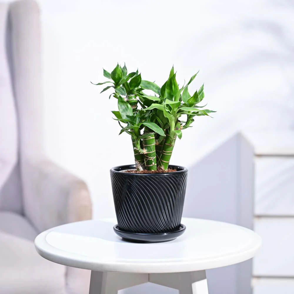Lotus Lucky Bamboo 5 Sticks - Image 162