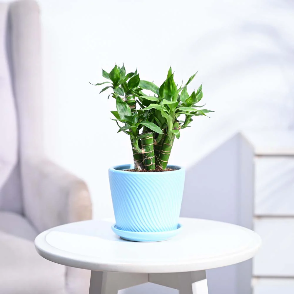 Lotus Lucky Bamboo 5 Sticks - Image 176
