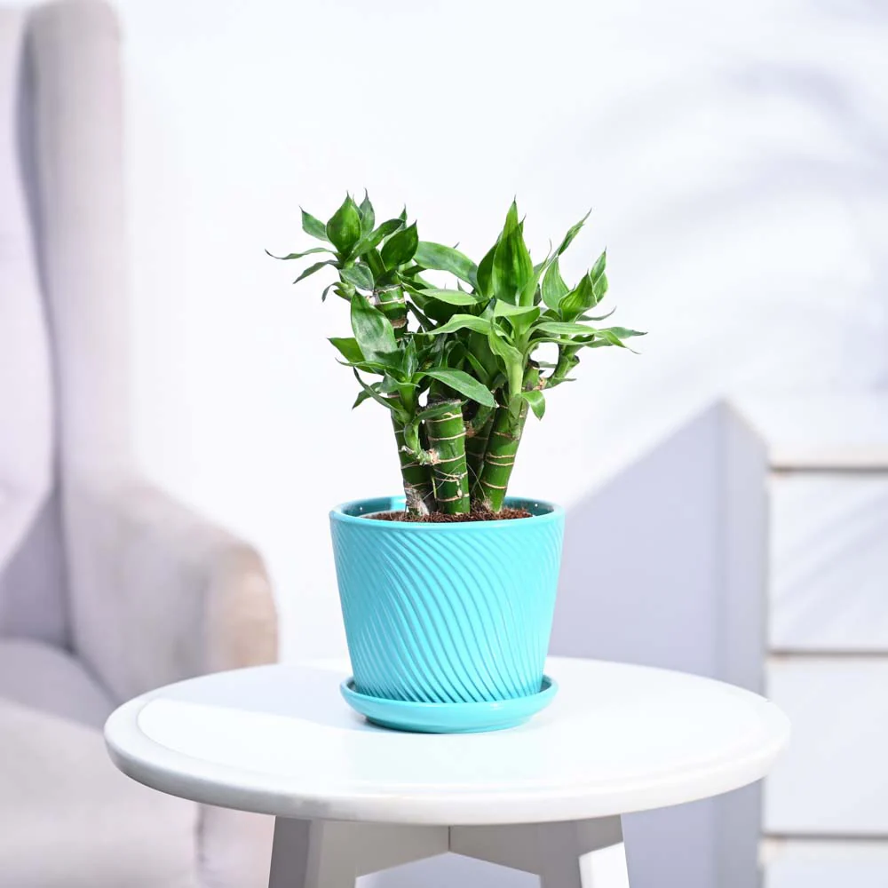 Lotus Lucky Bamboo 5 Sticks - Image 183