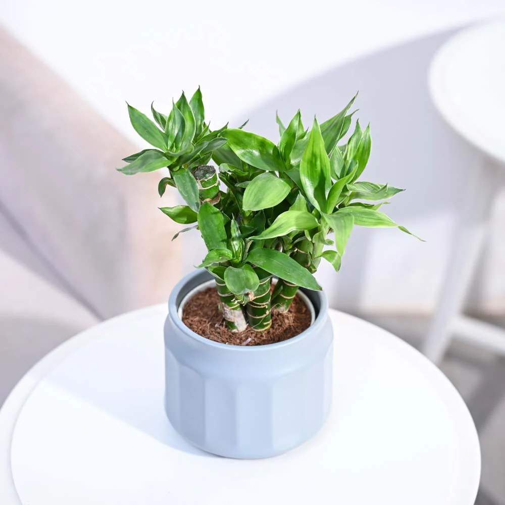 Lotus Lucky Bamboo 5 Sticks - Image 186
