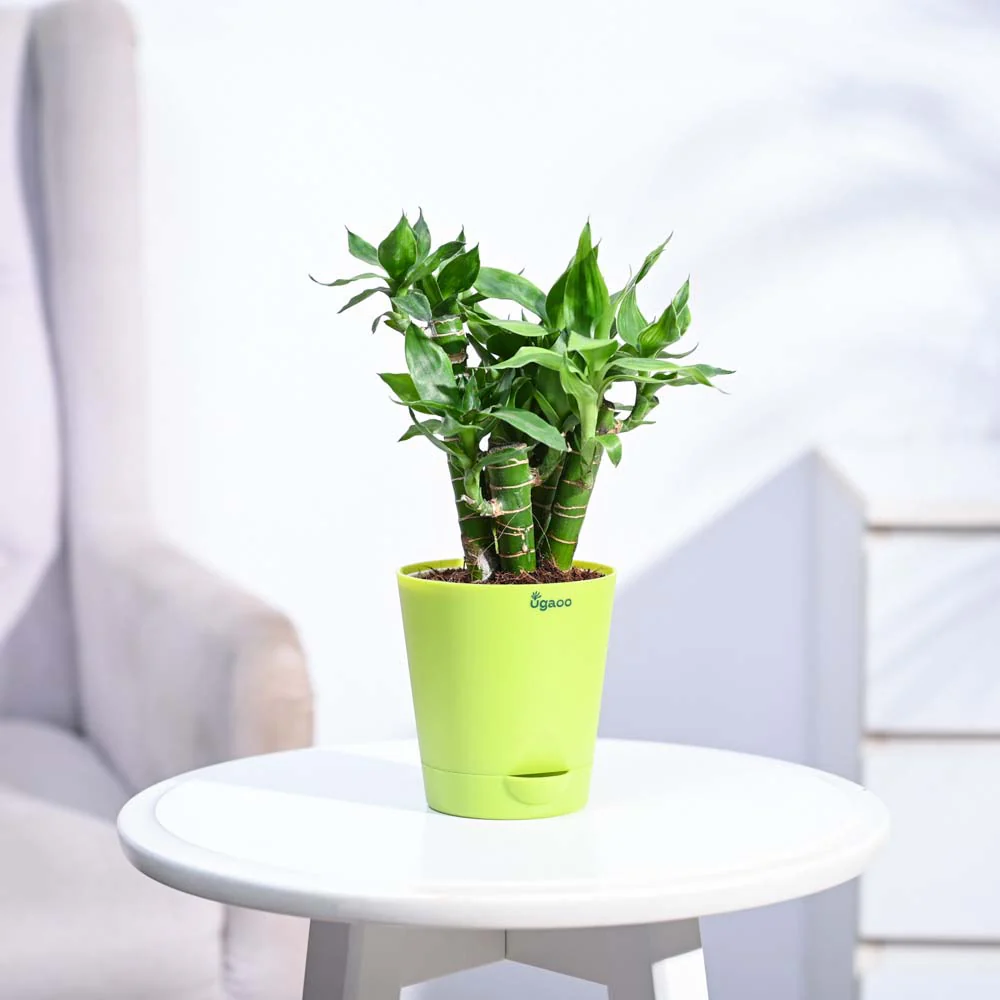 Lotus Lucky Bamboo 5 Sticks - Image 29