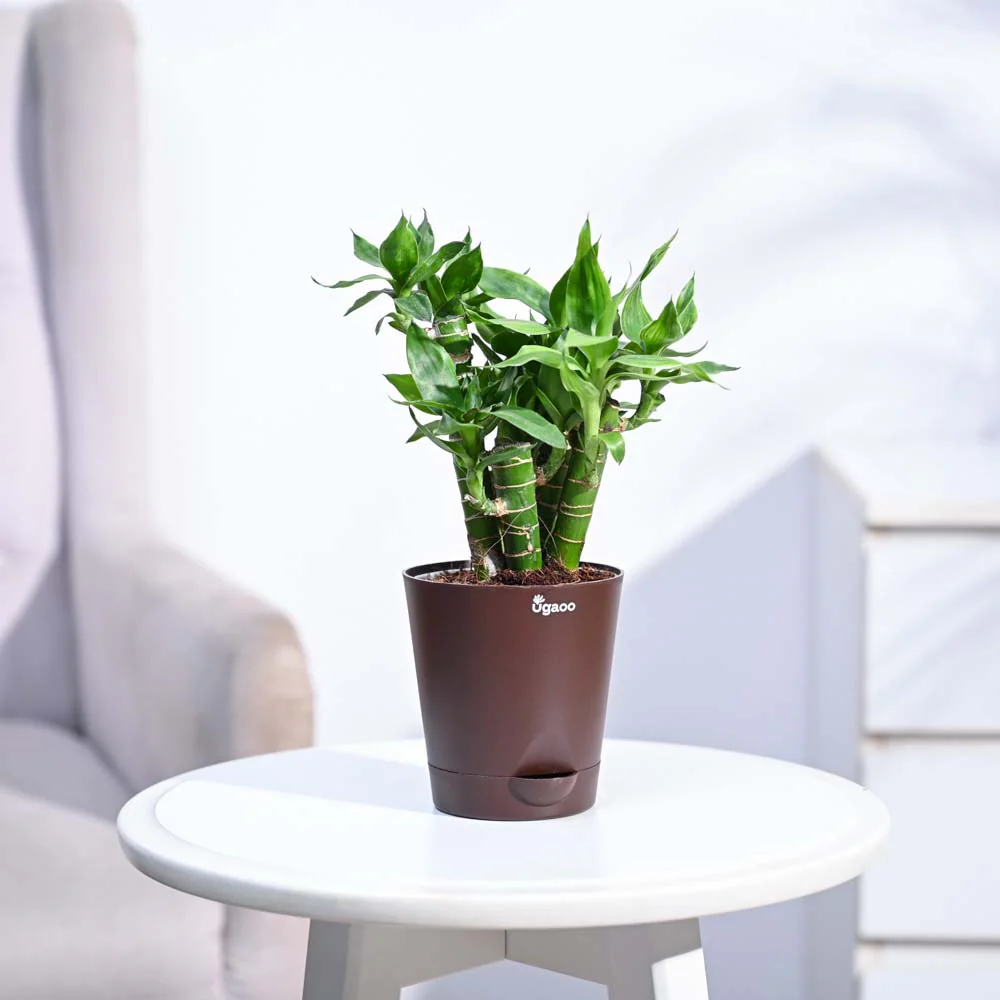 Lotus Lucky Bamboo 5 Sticks - Image 37