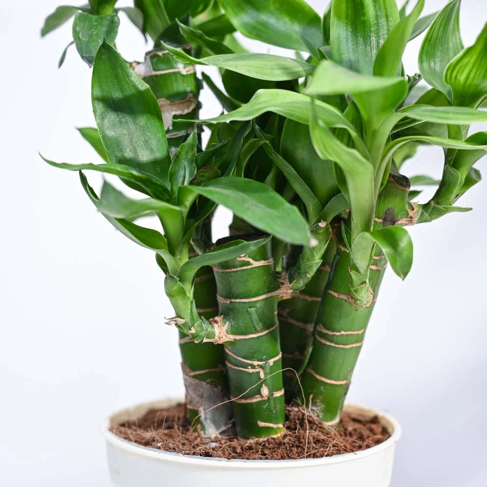 Lotus Lucky Bamboo 5 Sticks - Image 41
