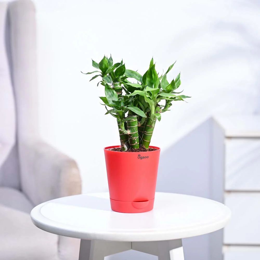 Lotus Lucky Bamboo 5 Sticks - Image 44