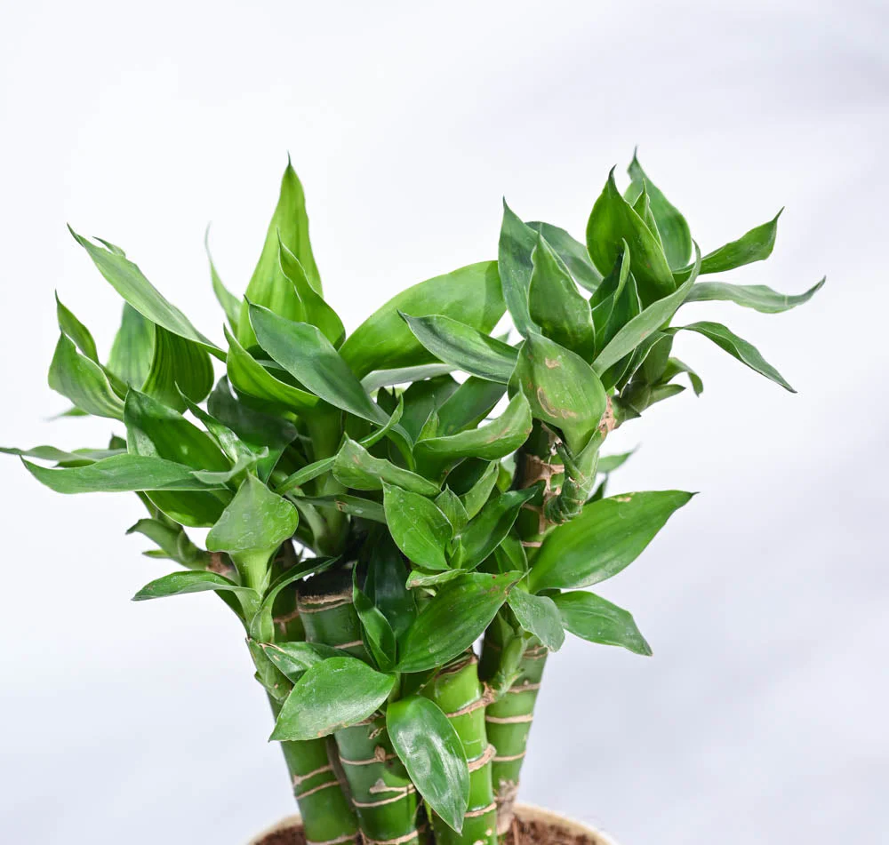 Lotus Lucky Bamboo 5 Sticks - Image 73