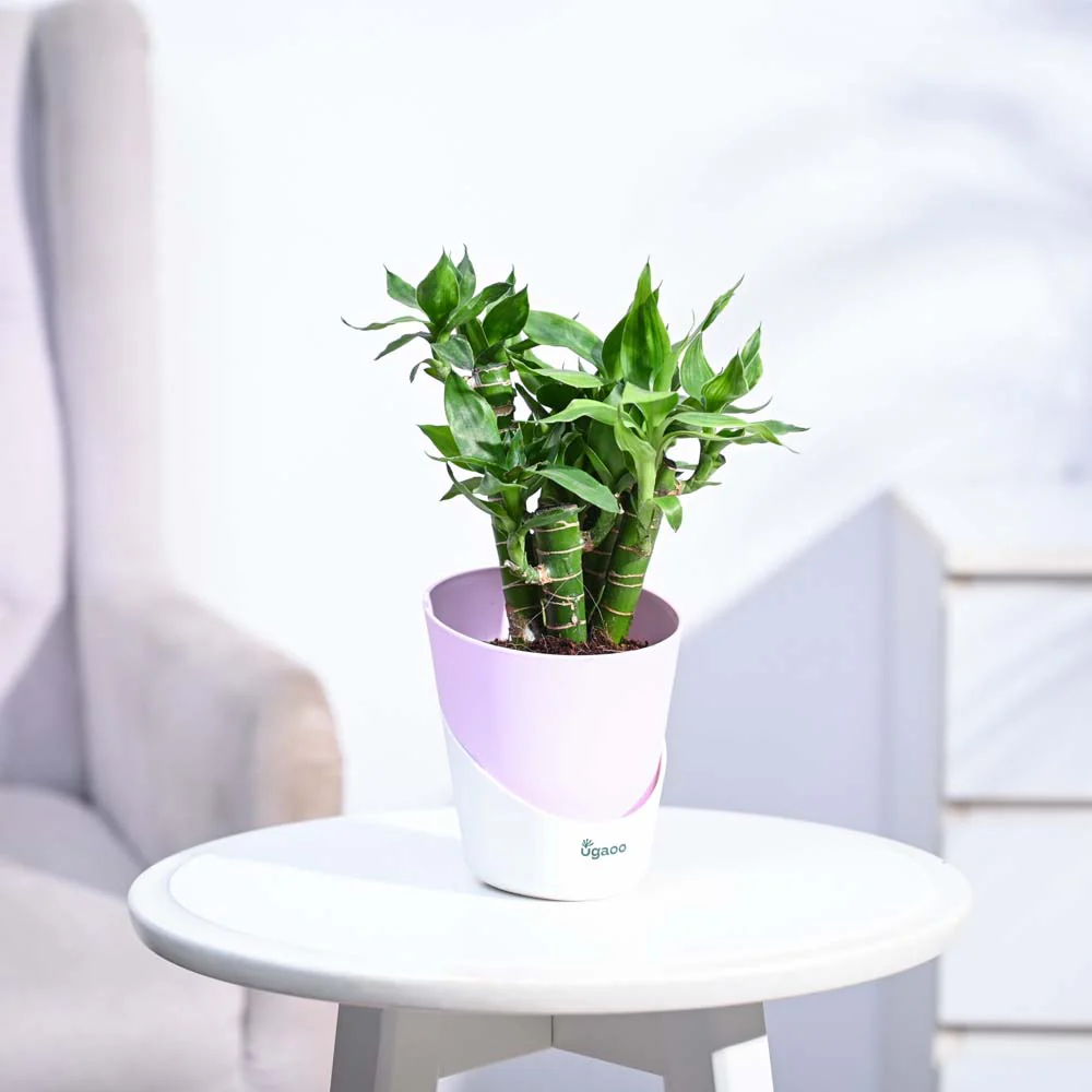 Lotus Lucky Bamboo 5 Sticks - Image 85
