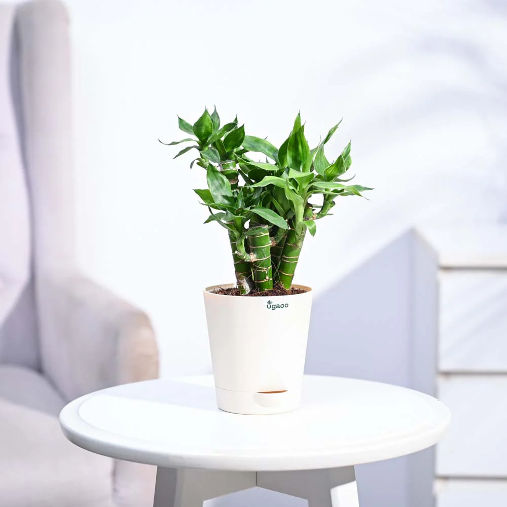 Lotus Lucky Bamboo 5 Sticks - Image 9