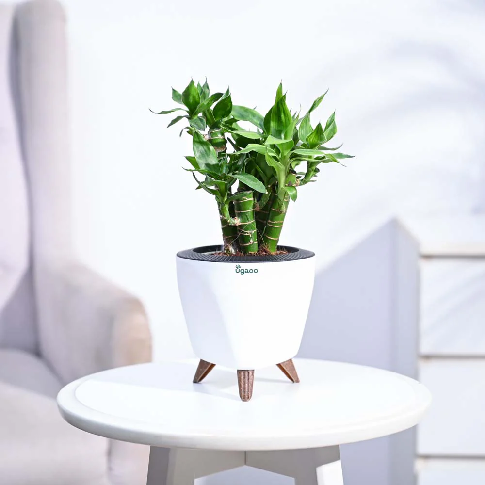 Lotus Lucky Bamboo 5 Sticks - Image 92