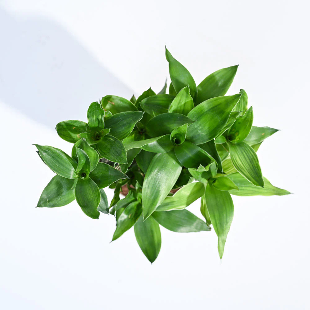 Lotus Lucky Bamboo 5 Sticks - Image 97