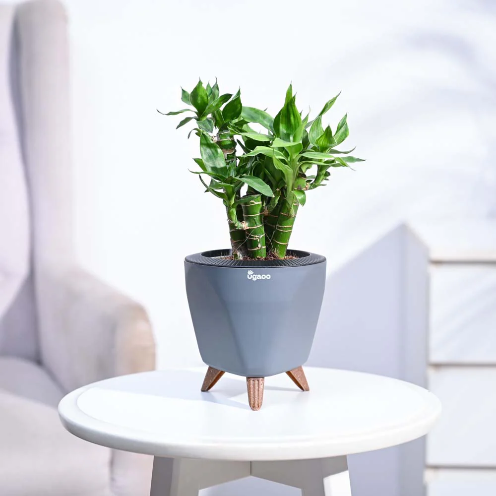 Lotus Lucky Bamboo 5 Sticks - Image 99