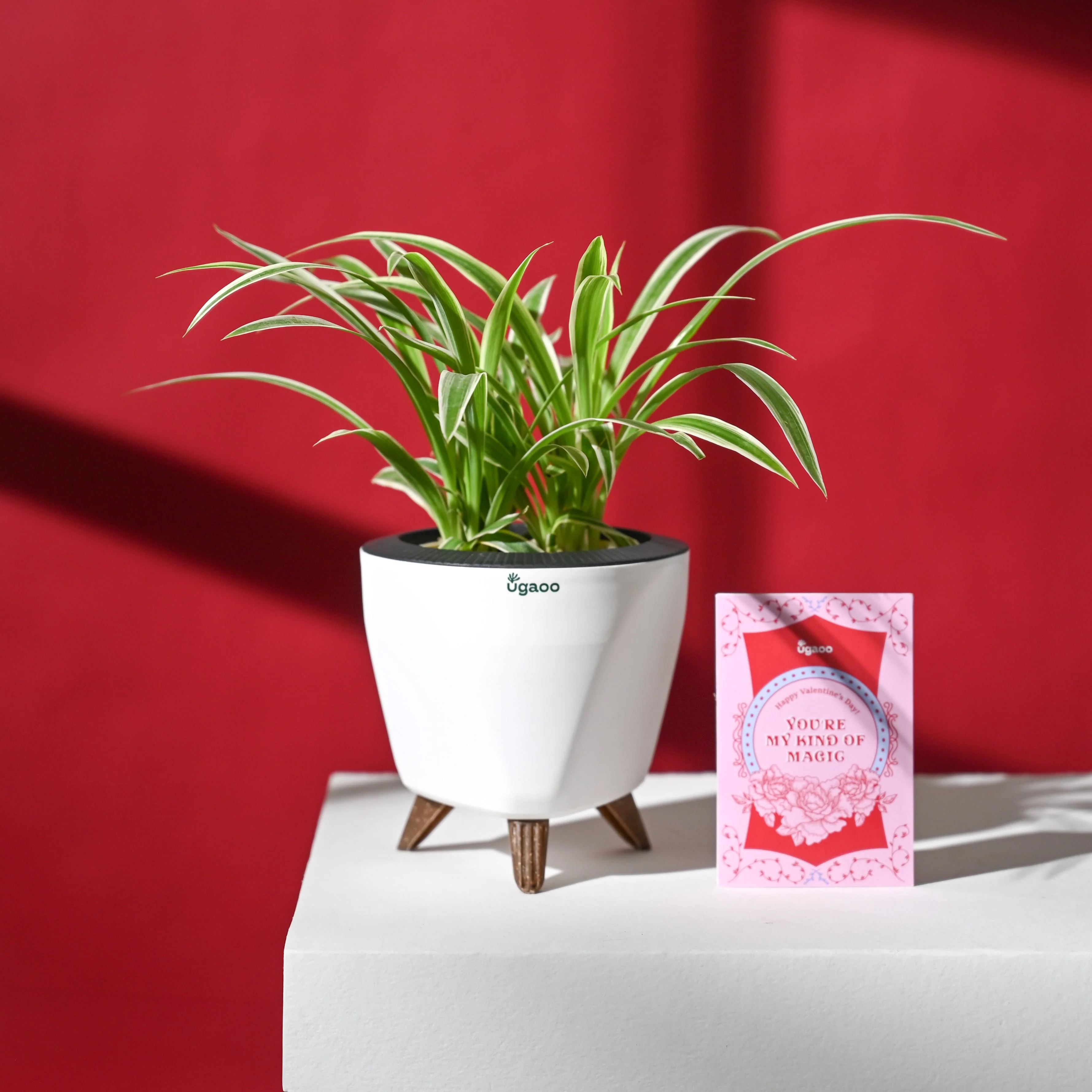 Love That Lasts Hamper - Image 7