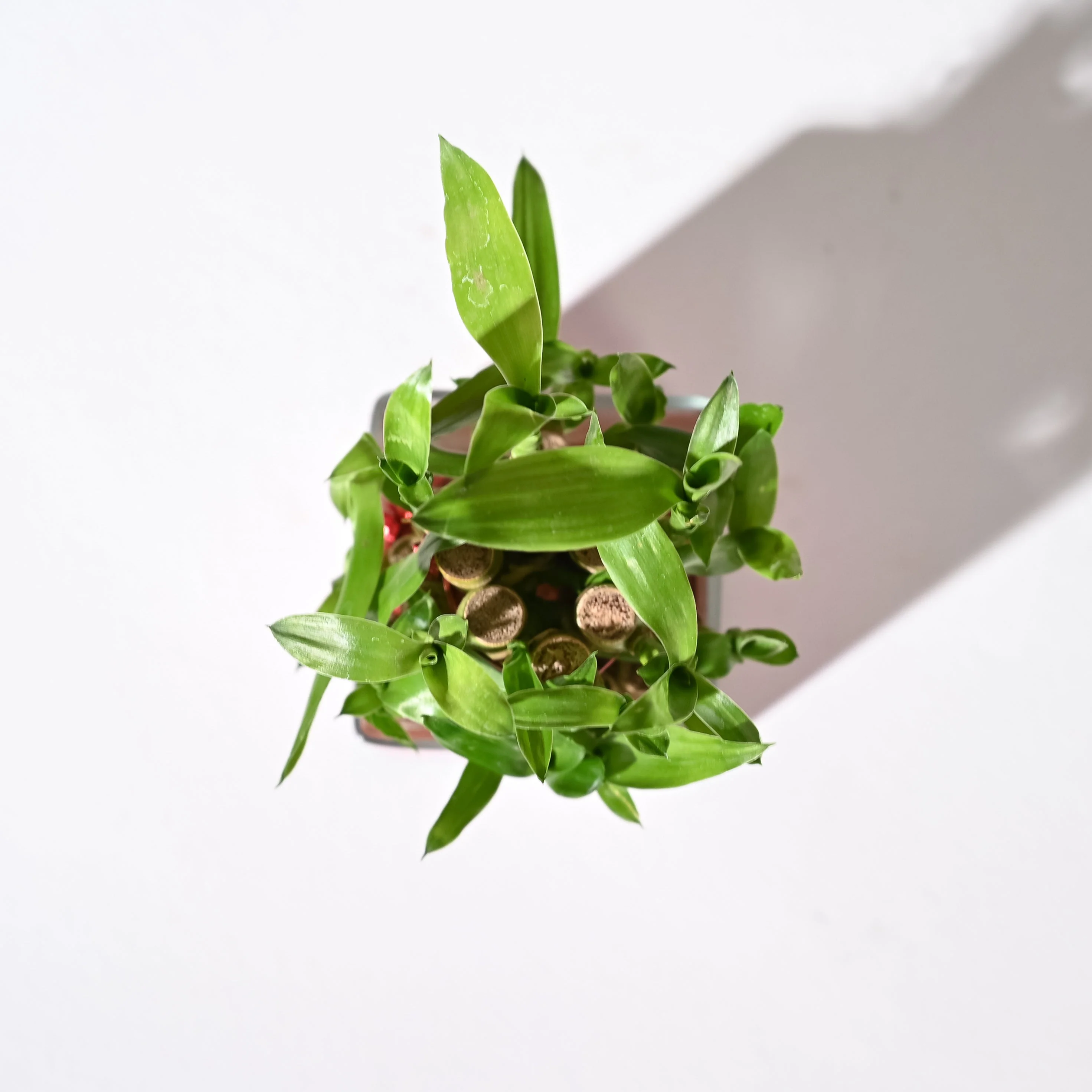 Lucky Bamboo 2 Layer with Square Bowl - Image 3