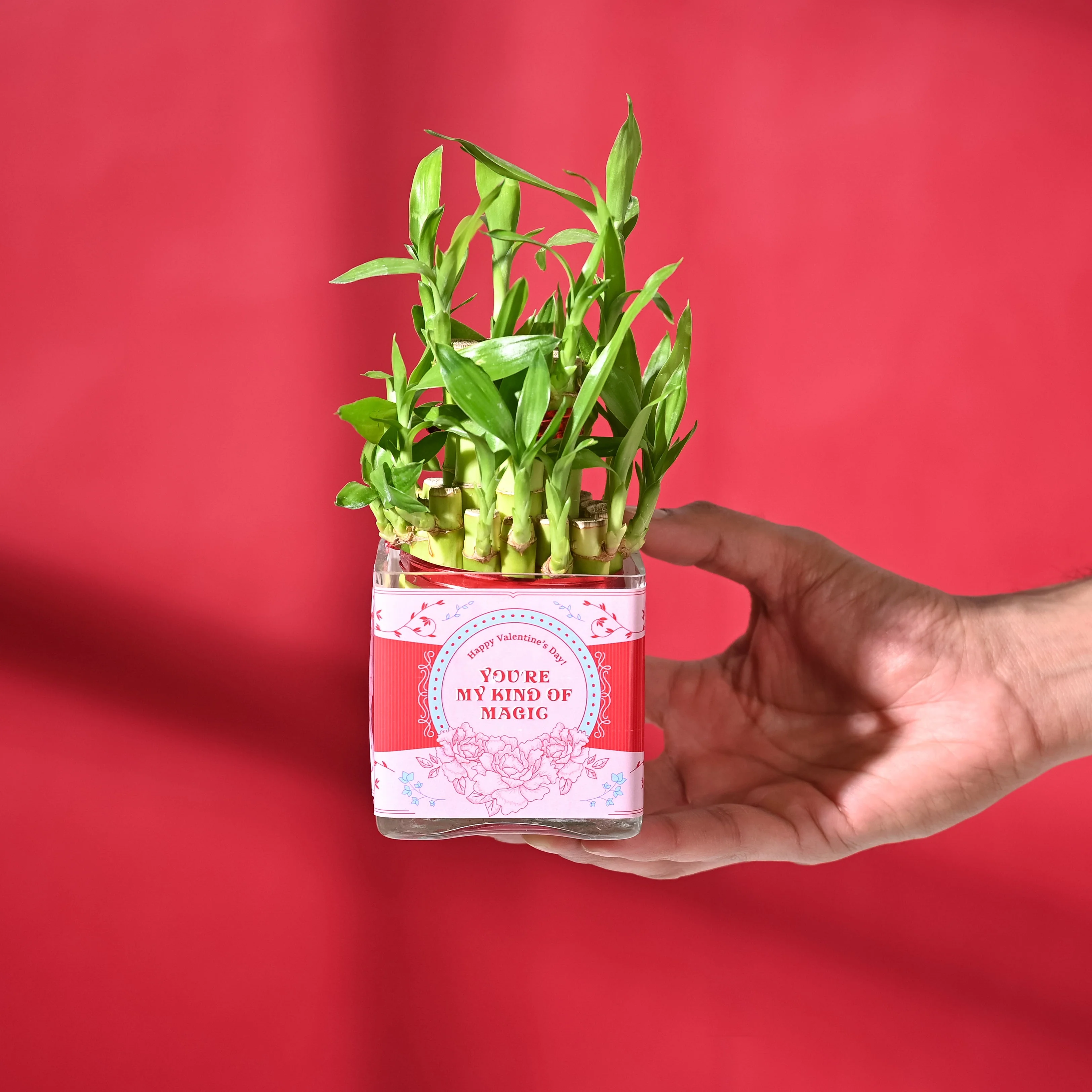 Lucky Bamboo 2 Layer with Square Bowl - Image 5