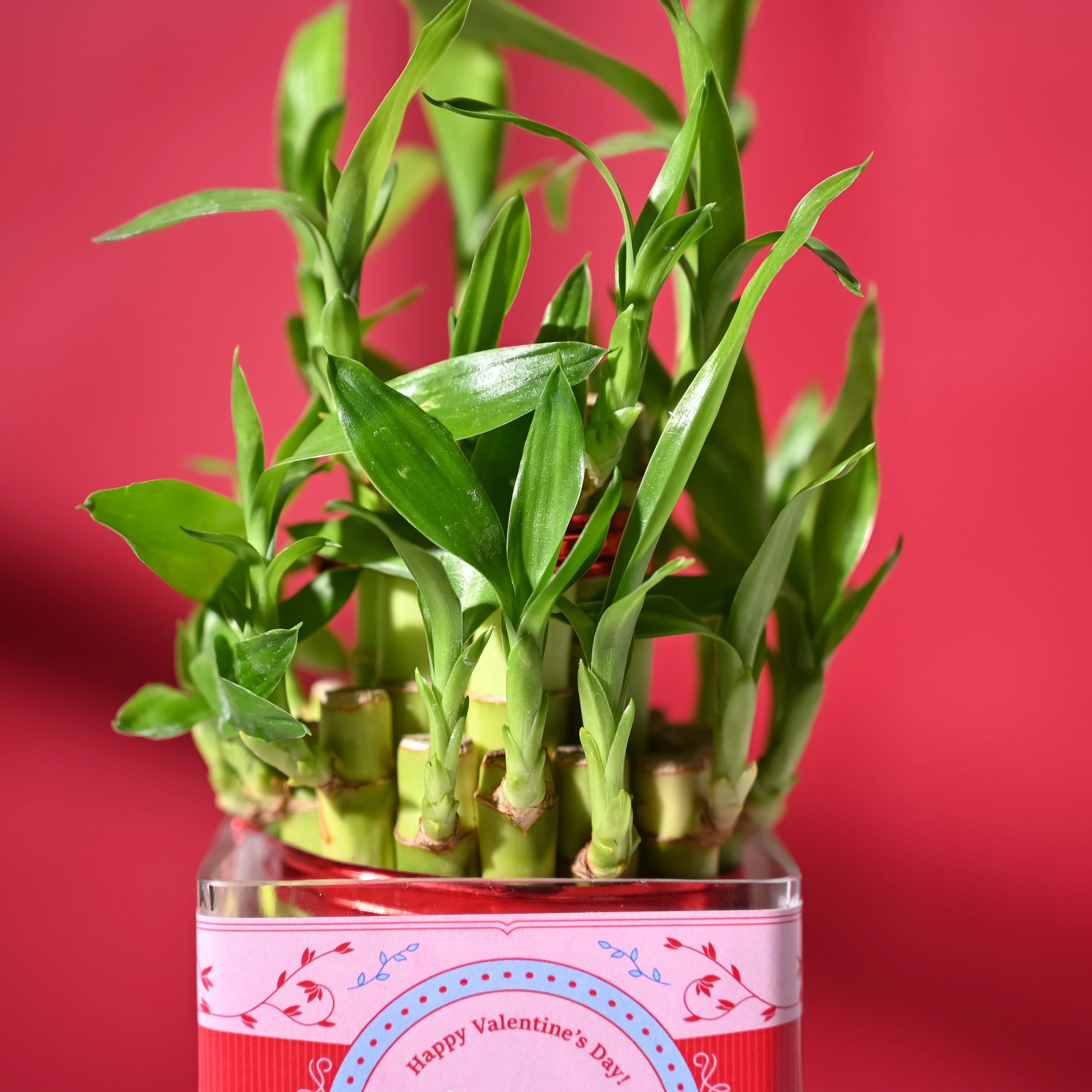 Lucky Bamboo 2 Layer with Square Bowl - Image 6