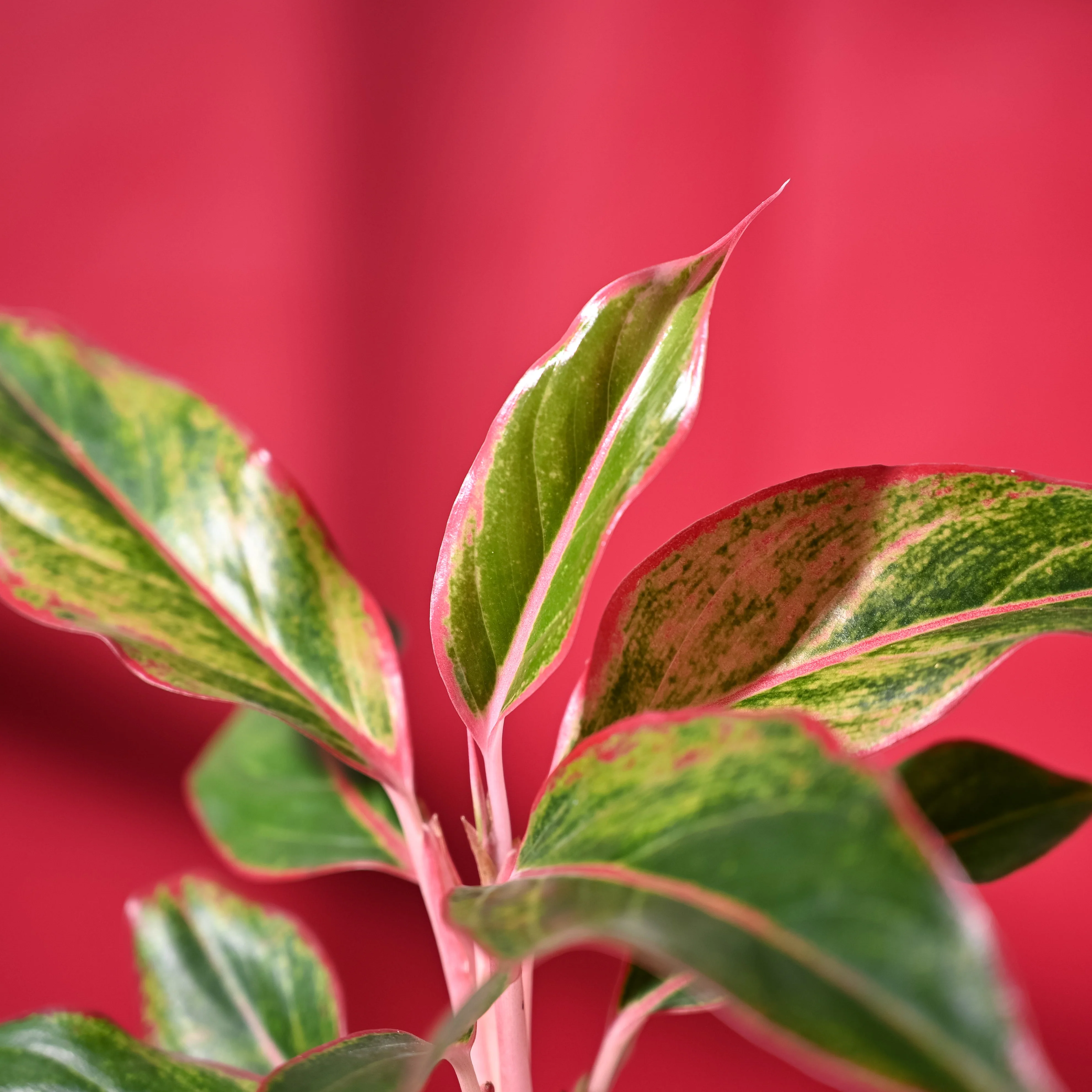 Aglaonema Red with Red Krish Pot - Image 3