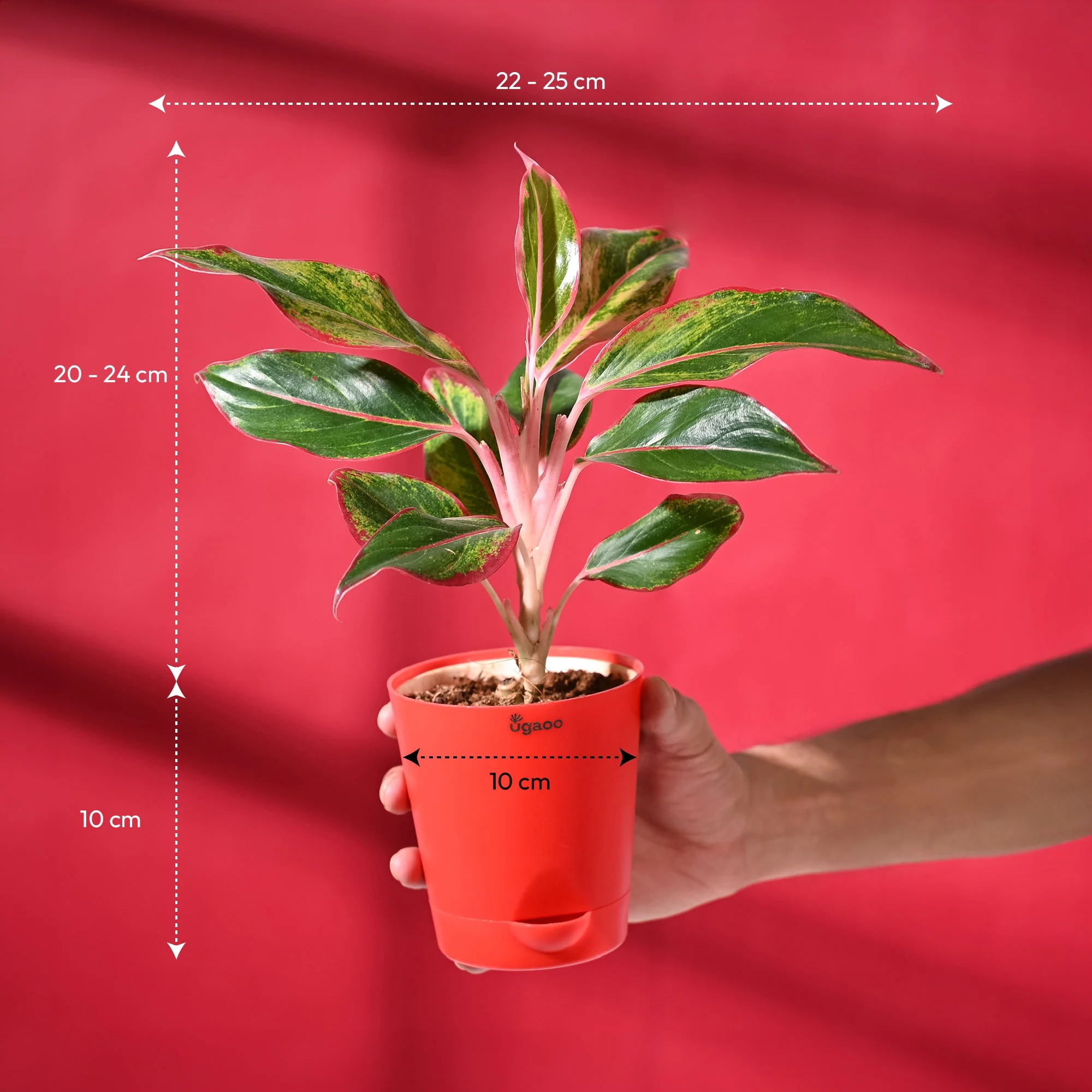 Aglaonema Red with Red Krish Pot - Image 5