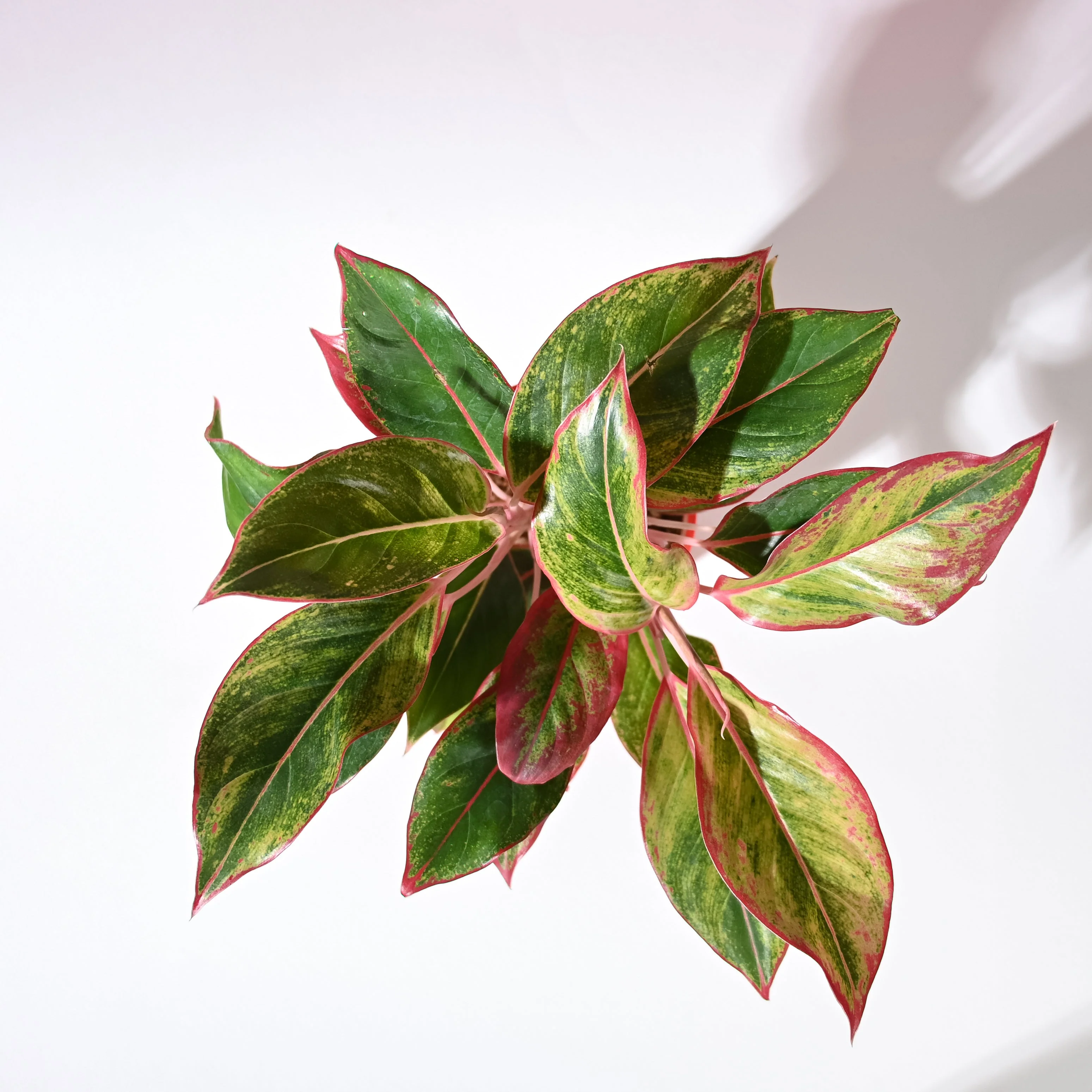Aglaonema Red with Red Krish Pot - Image 6