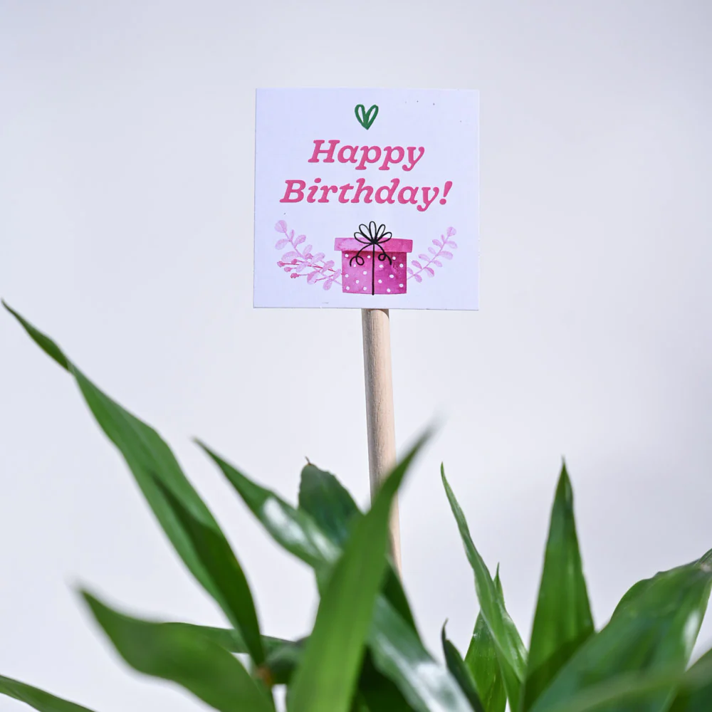 Lucky Bamboo Birthday Gift Hamper - Image 5