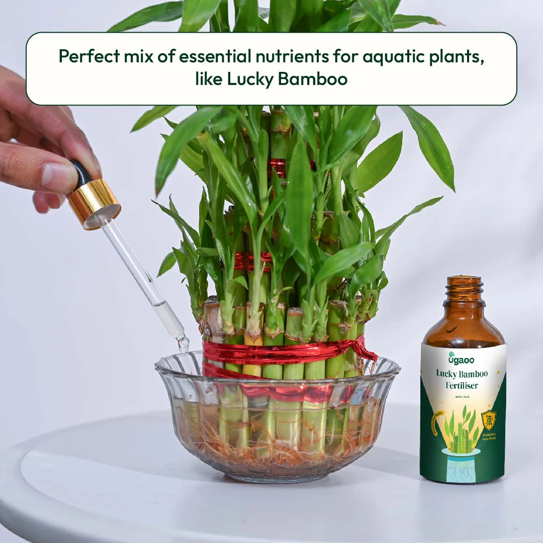 Lucky Bamboo Fertilizer - Image 10